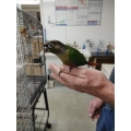 Cinnamon Green Cheek Conure